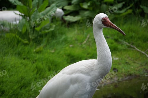 Preview: Close-up of a cute Siberian crane bird against green grass background