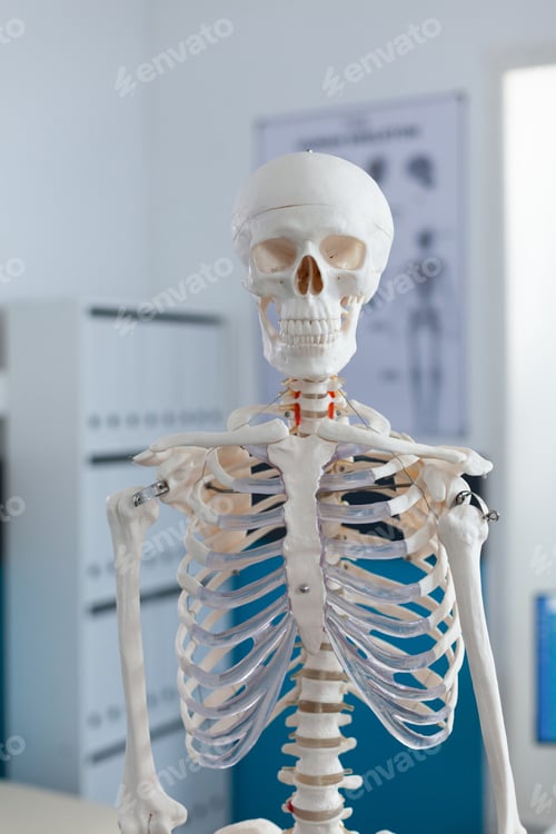 Preview: Portrait of human body skeleton standing in empty hospital doctors office