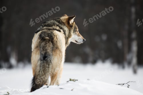 Preview: Wolf in the snow