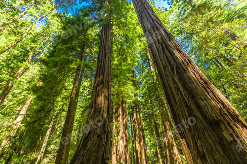 Preview: Giant redwoods in Muir Woods National Monument near San Francisc