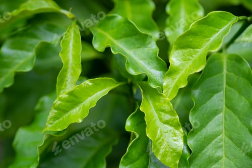 Preview: Coffee young green leaf on tree.