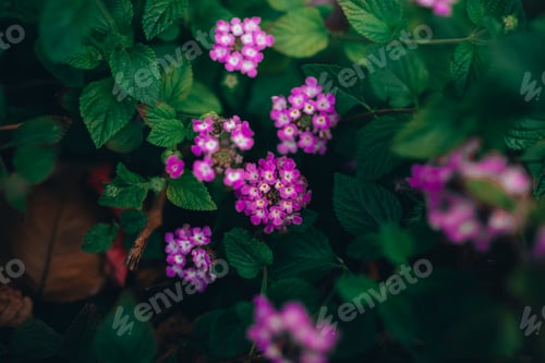 Preview: Closeup shot of beautiful purple verbena flowers in a garden