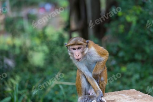 Preview: Monkey