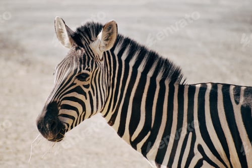 Preview: Zebra