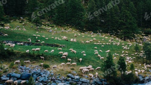 Preview: Sheep.