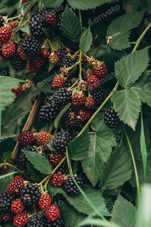 Preview: Blackberry.