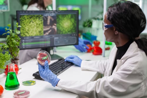 Preview: African chemist researcher holding petri dish with vegan meat in hands