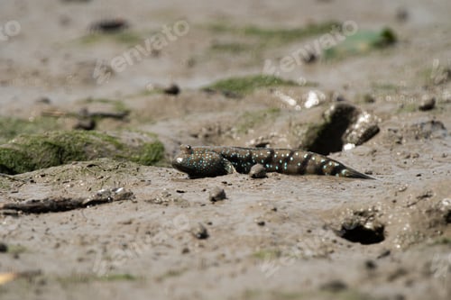 Preview: Bluespotted Mud Hopper on Mud