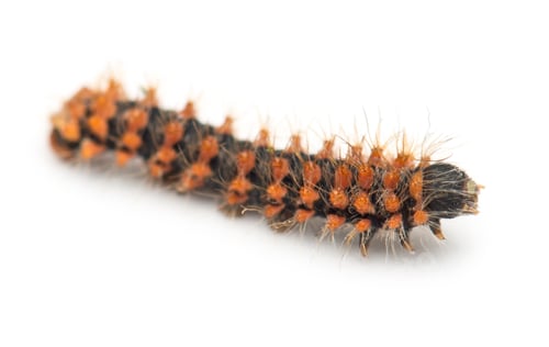 Preview: New born caterpillar of Giant Peacock Moth, Saturnia pyri, against white background