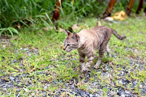 Preview: Brown cat walking outside, Cute animals