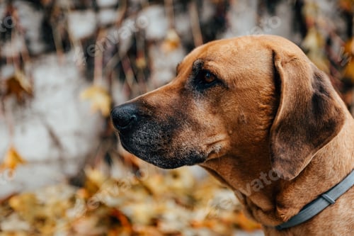 Preview: Pet portrait of beautiful brown ridgeback dog in back yard.