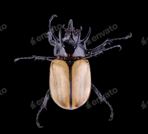 Preview: Big horned beetle on black background