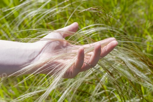 Preview: Hand touching grass. Close up of hands harvesting grass in the meadow, showing. rural life, wellness