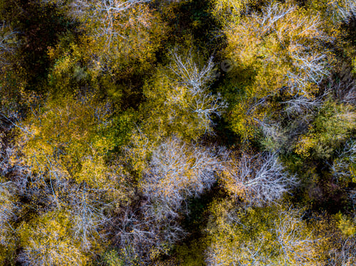 Preview: Aerial top view of Autumn deciduous forest, yellow and colorful background