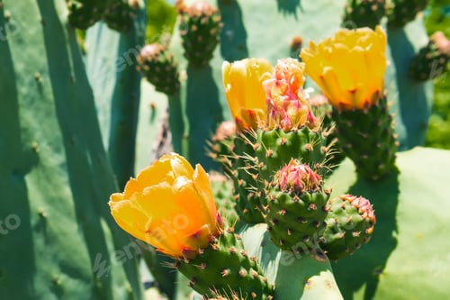 Preview: Prickly Pear Cactus with Yellow Flowers in Daylight