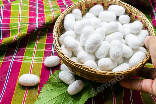 Preview: white silk cocoon, silky, fiber