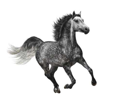 Preview: Dapple-grey Horse in Motion - Isolated on White