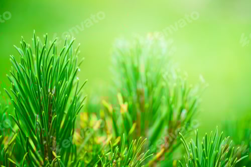 Preview: Detailed view of a Pine