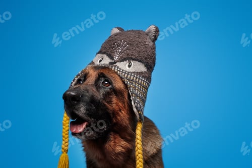 Preview: Funny german sheepdog with winter hat isolated on blue