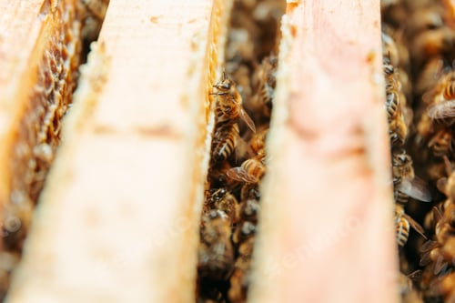 Preview: Close up frames bees in a hive frames full of honey and insects rich apiary.
