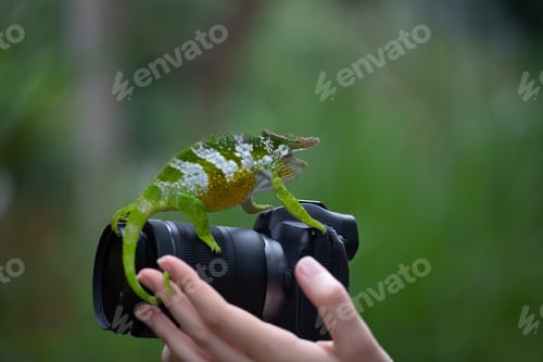 Preview: chameleon sitting on a mirrorless digital camera
