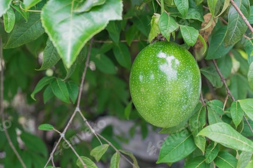 Preview: Passiflora edulis (maracuya), Central American and South American exotic fruit hanging on tree