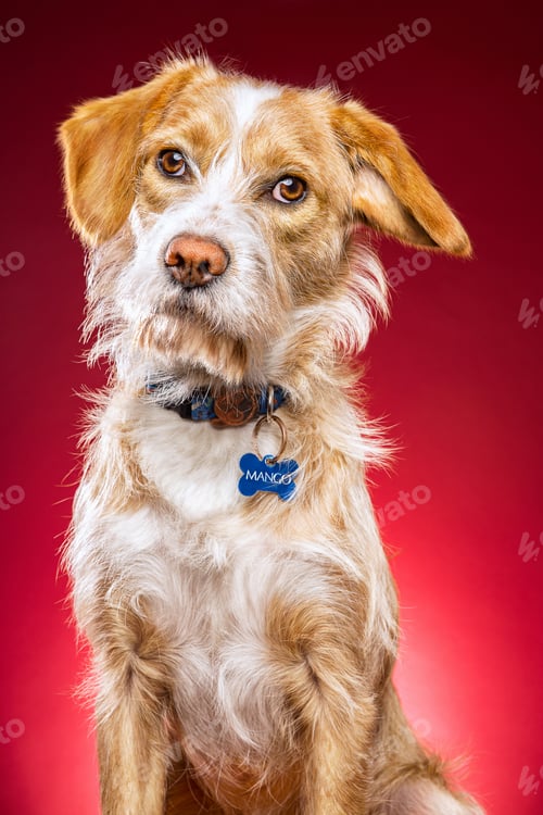 Preview: Closeup shot of a cute dog on a red background