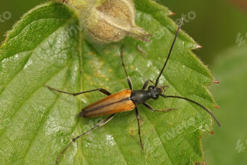 Preview: Closeup on the European black-striped longhorn beetle, Stenurella melanura, on a green leaf