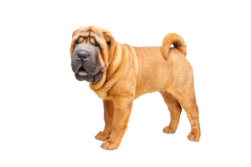 Preview: beautiful shar pei puppy