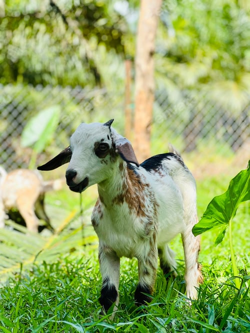 Preview: goats look at the camera