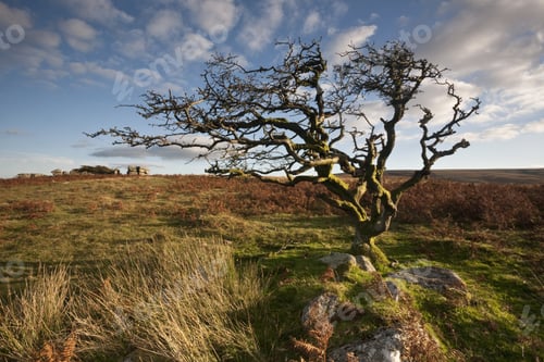 Preview: Windblown tree surrounded by greenery in the Dartmoor National Park under the sunlight in Devon