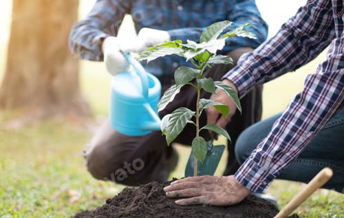 Preview: young man gardener, planting tree in garden, gardening and watering plants.