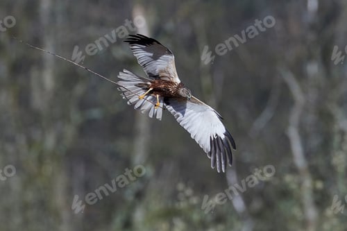 Preview: Western marsh harrier (Circus aeruginosus)