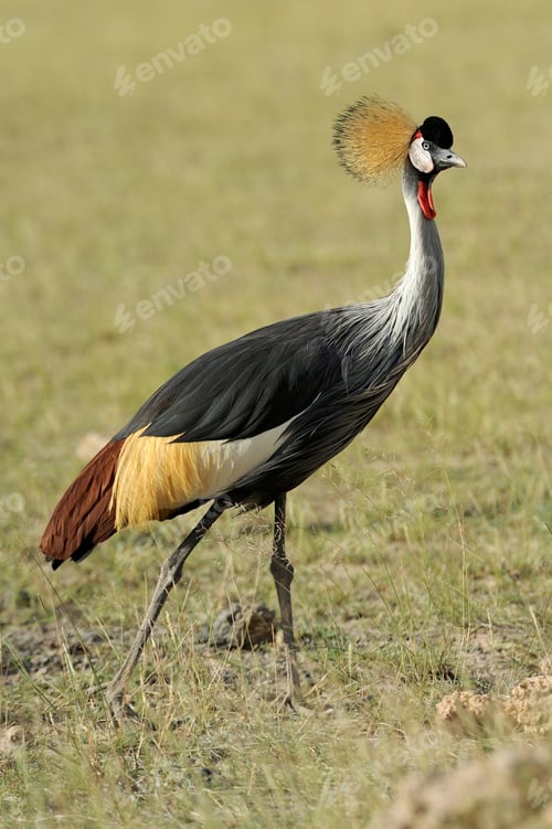 Preview: Crowned crane