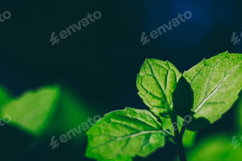 Preview: Green leaf of mint close up