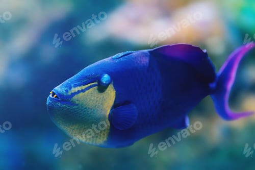 Preview: Redtoothed Triggerfish (Odonus niger) - Marine Fish