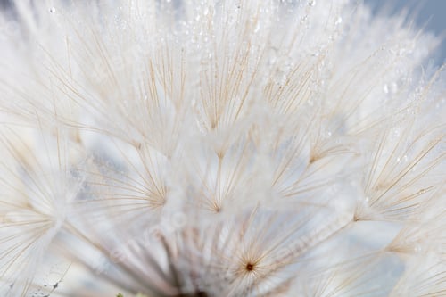 Preview: Abstract dandelion macro flower background. Seed macro closeup. Soft focus