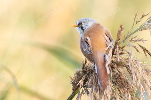 Preview: Bearded reedling, Panurus biarmicus. A male bird sits on top of a reed. Place for text placement