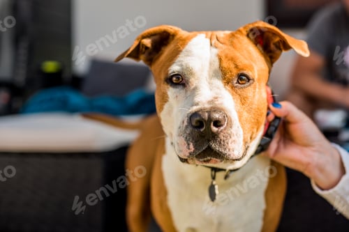 Vista previa: Perro Staffordshire Amstaff sujetado por un collar