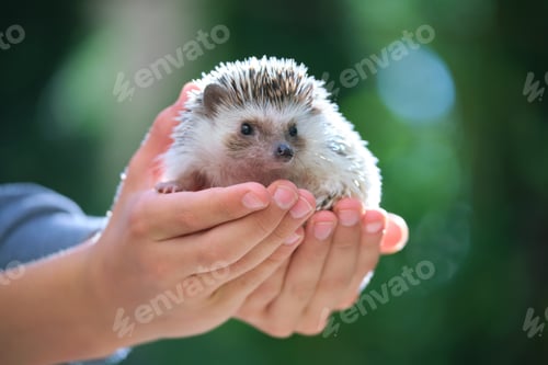 Preview: Human hands holding little african hedgehog pet