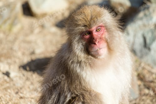 Preview: Monkey