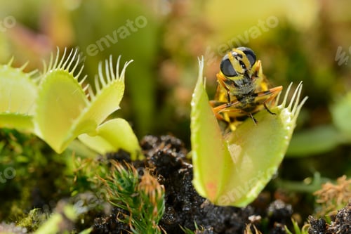 Preview: Bee-like fly insect approaching and being captured by Venus fly trap carnivorous plant