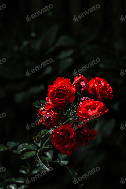 Preview: Vertical selective focus shot of red roses