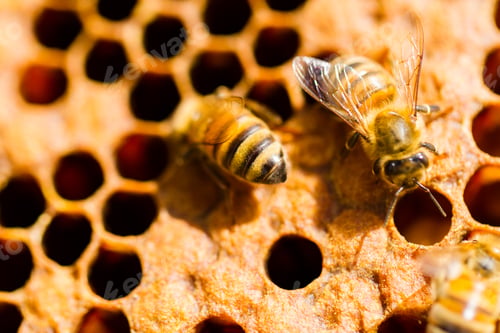 Preview: Beekeeping