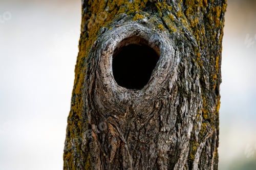 Preview: Close-up of black bottomless hollow in an autumn tree