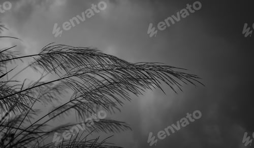 Preview: Grass flowers on blurred background of grey sky and clouds. Abstract background of winter. Sad