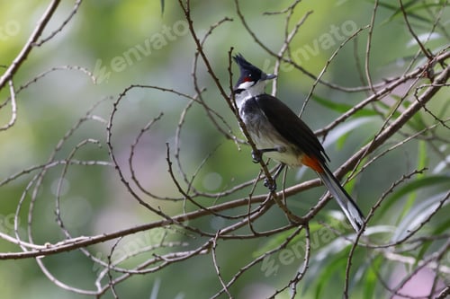Preview: a black and red bird is sitting on a tree branch