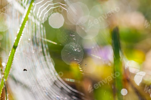 Preview: Fresh green grass with dew drops closeup. Nature Background