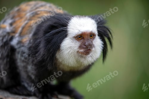Preview: close-up view of cute callithrix geoffroyi monkey