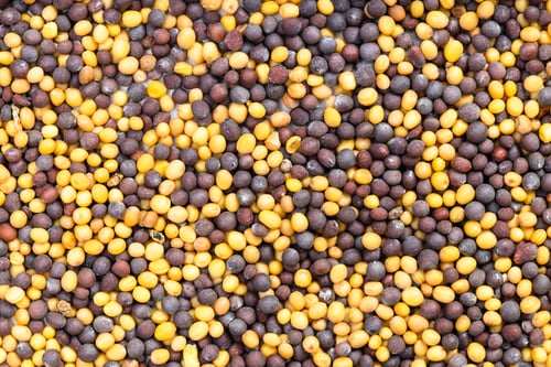 Preview: background - many yellow and brown mustard seeds